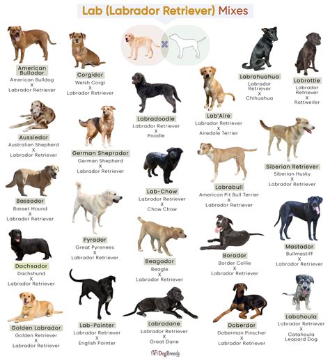 Labrador Mix Breed
