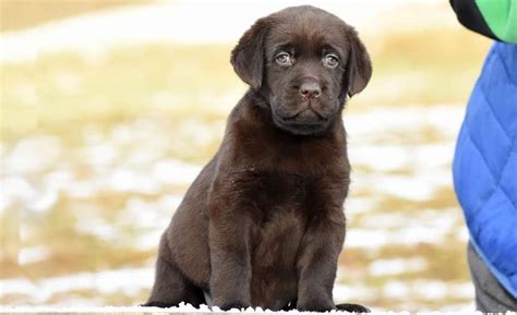 labrador omplacering säljes