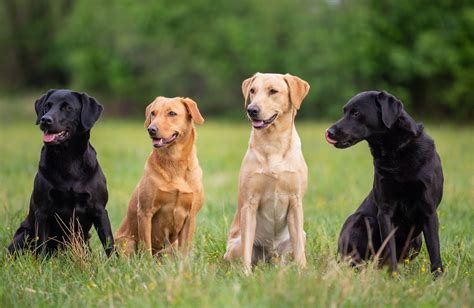 labrador retriever