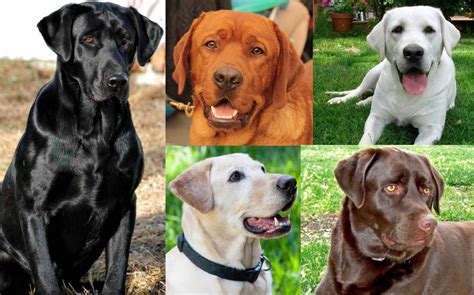 Labrador Retriever Dog Colors A Complete List Of Labrador Retriever Coloring Page - Labrador Retriever Coloring Page