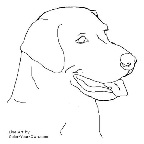 Labrador Retriever Head And Face Coloring Page Easy Labrador Retriever Coloring Pages - Labrador Retriever Coloring Pages