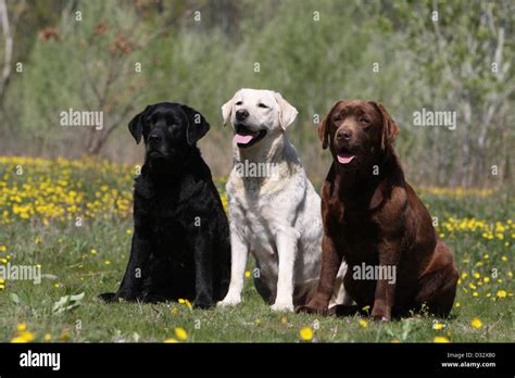 labrador trio 3 farben 3 freunde wandkalender 202