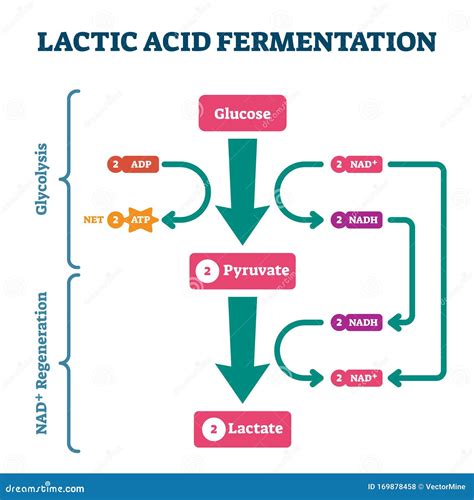 Lactic Acid Fermentation