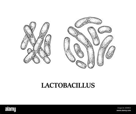 Lactobacillus In Curd