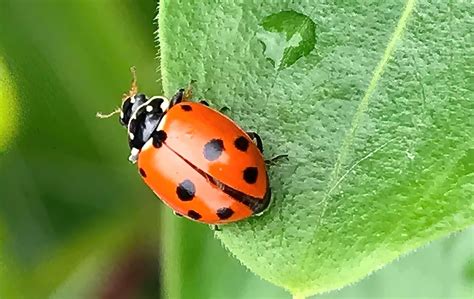 Lady Bird Beetle