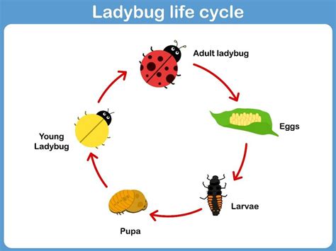 Lady Bug Cycle Of Life