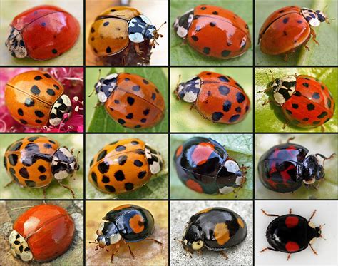 ladybug colors