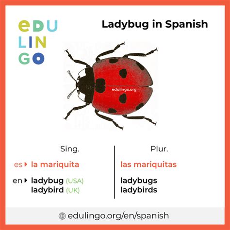 Ladybug In Spanish