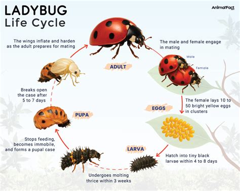 Ladybug Life Cycle