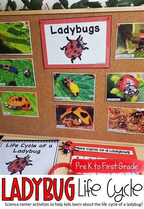 Ladybug Life Cycle Activities Fairy Poppins Ladybug Science Activities - Ladybug Science Activities
