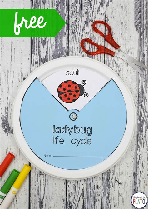 Ladybug Life Cycle Activity Steam Powered Family Ladybug Science Activities - Ladybug Science Activities