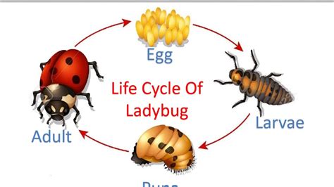 Ladybug Life Cycle For Kids Little Bins For Ladybug Science Activities - Ladybug Science Activities