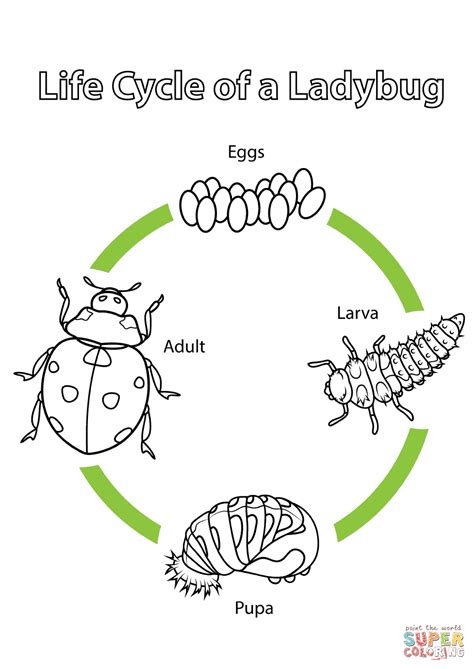 Ladybug Life Cycle Free Printables For Writing Math Ladybug Life Cycle Printables - Ladybug Life Cycle Printables