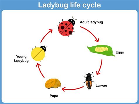 Ladybug Life Cycle Parts Of A Ladybug Printable Ladybug Life Cycle Printables - Ladybug Life Cycle Printables
