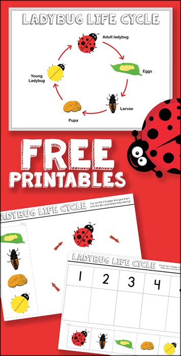 Ladybug Life Cycle Printables 1 1 1 1 Ladybug Life Cycle Printables - Ladybug Life Cycle Printables