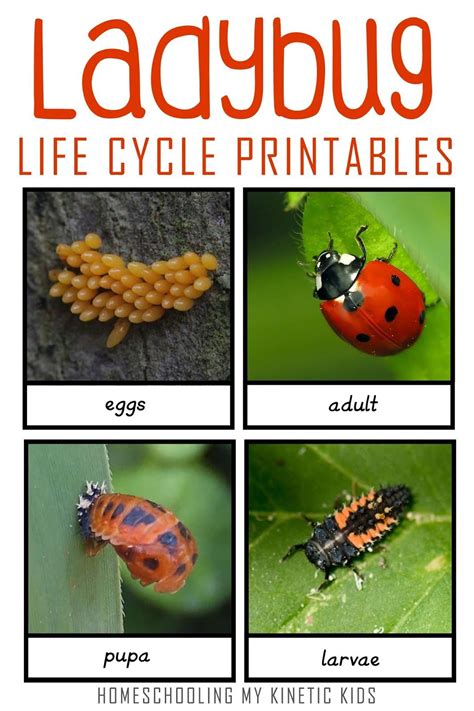 Ladybug Life Cycle Printables   Ladybug Life Cycle Activities Crafts And Printables Tpt - Ladybug Life Cycle Printables