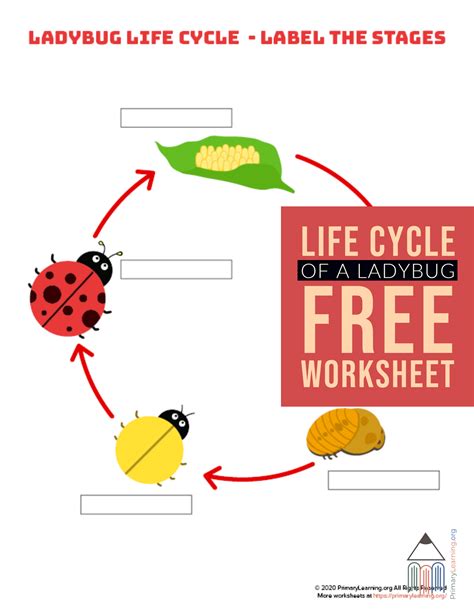 Ladybug Life Cycle Worksheets Amp Printables Primarylearning Org Ladybug Life Cycle Printables - Ladybug Life Cycle Printables