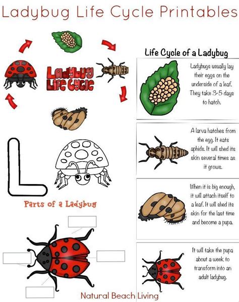 Ladybug Life Cycle Worksheets For Kids Living Life Ladybug Science Activities - Ladybug Science Activities