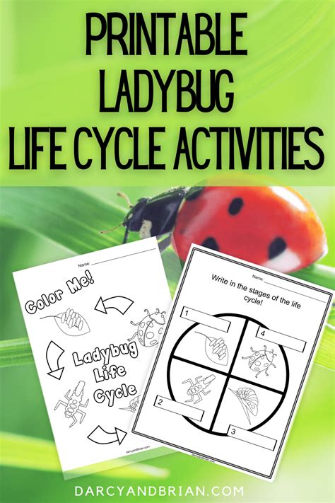 Ladybug Science Life Cycle Amp Science Project Activities Ladybug Science Activities - Ladybug Science Activities