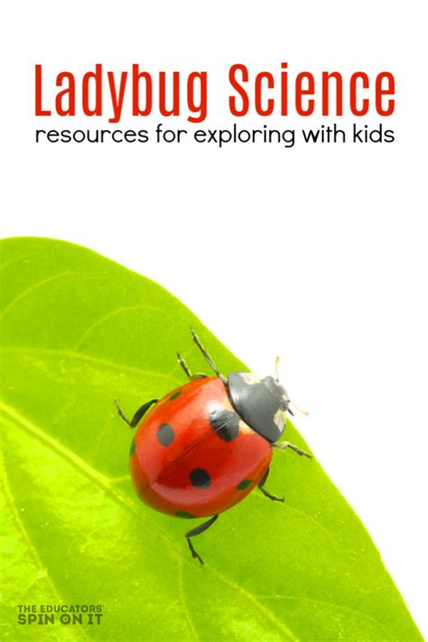Ladybug Science With Kids The Educators X27 Spin Ladybug Science Activities - Ladybug Science Activities