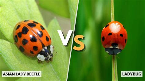 Ladybug Vs Ladybird