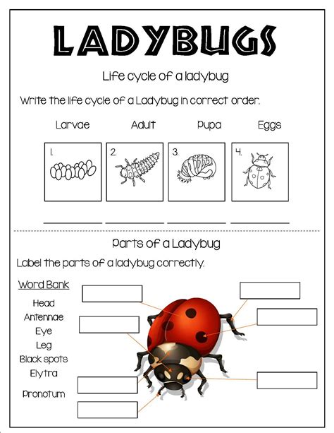 Ladybug Worksheets For Kids Free Printable Simple Everyday Ladybug Worksheets For Preschool - Ladybug Worksheets For Preschool