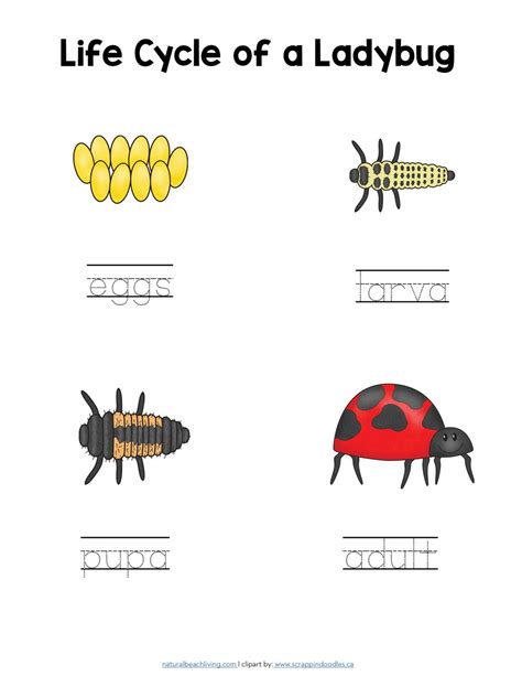 Ladybug Worksheets For Preschool   Ladybug Life Cycle For Kids Little Bins For - Ladybug Worksheets For Preschool