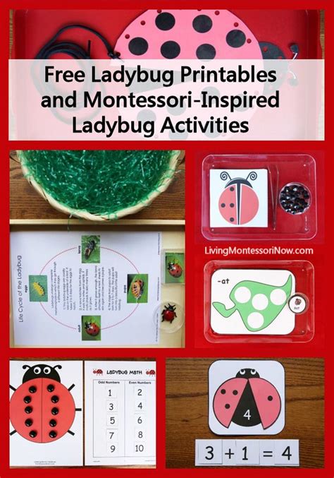 Ladybugs Theme Activities And Printables For Preschool Kidsparkz Ladybug Worksheets For Preschool - Ladybug Worksheets For Preschool