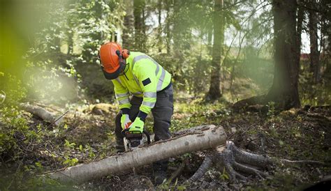 laga  föda  inom skogen tips