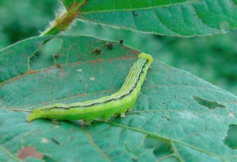 Lagarta Da Soja