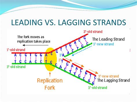 Lagging Vs Leading Strand