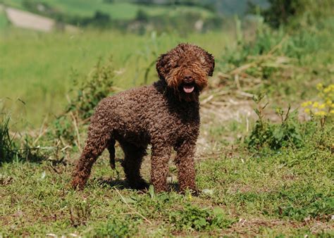 lagotto brun
