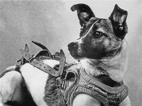 laika nude
