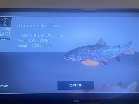 lake trout fish-white moose lake, Alberta. #shorts #short #fishing ...