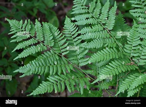 Lakeshore Fern