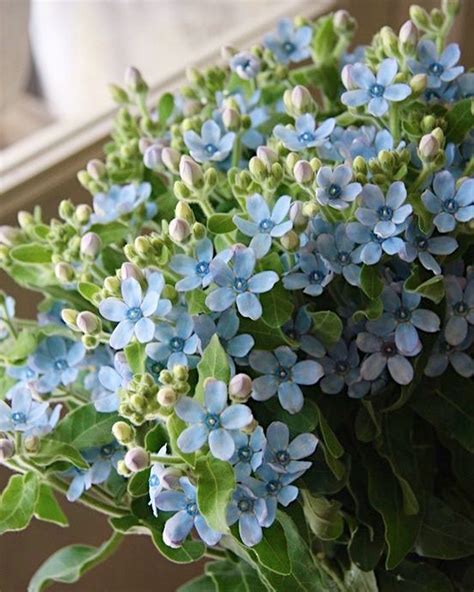 lam tinh | Cc t th quan h tnh dc