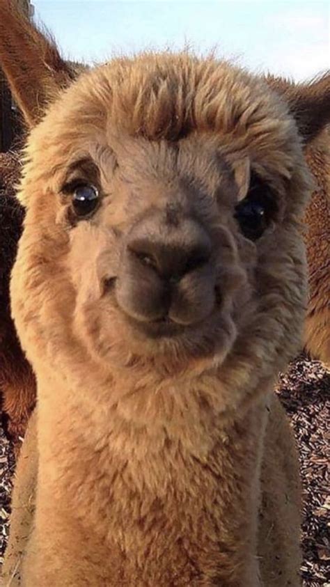 lama - Pinterest