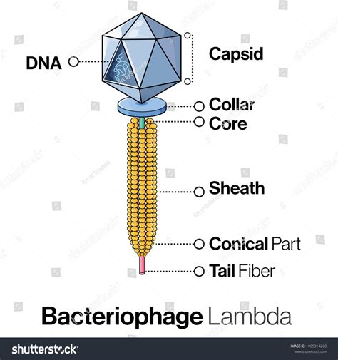 Lambda Virus