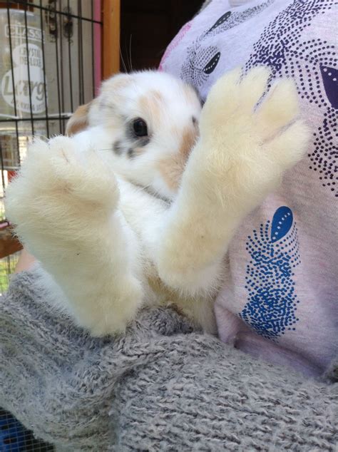 Lana bunny feet