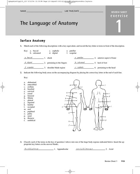Language Of Anatomy Worksheet   Free Anatomy Worksheets For High School - Language Of Anatomy Worksheet