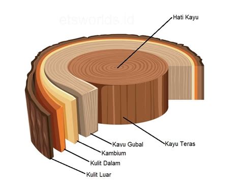 lapisan kayu