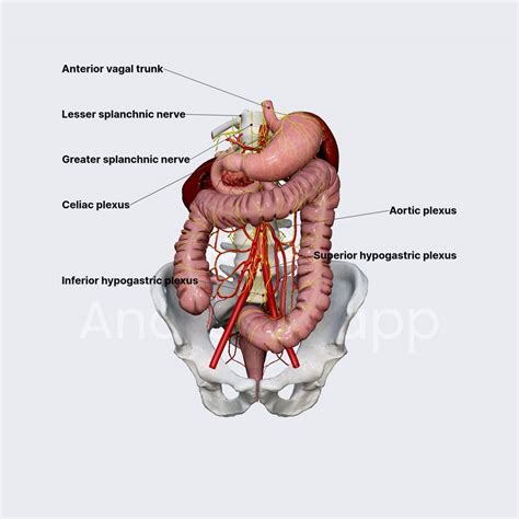 large bowel svenska