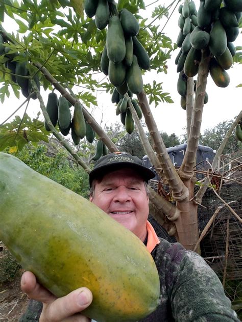 Large Papaya Tree Florida