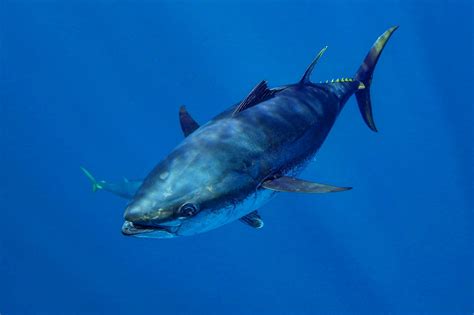 large tuna fish