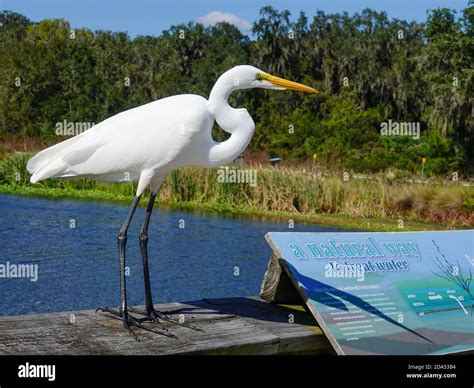 Large Wading Bird
