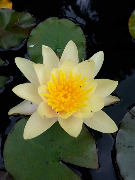 large water lily with Yellow flowers for sale from $10