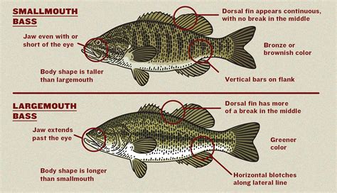 Largemouth Vs Smallmouth