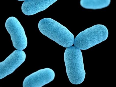 Largest Bacterium Ever Discovered Has An Unexpectedly Complex Science Germs - Science Germs