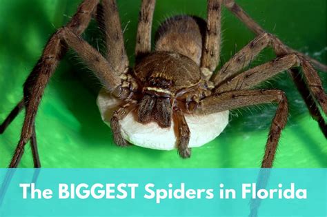 largest florida spiders