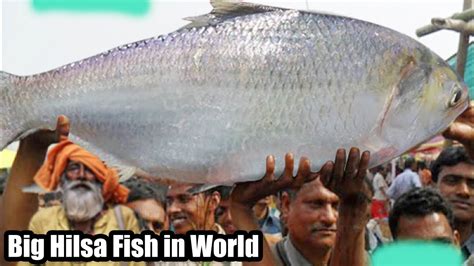 Largest Hilsa Fish